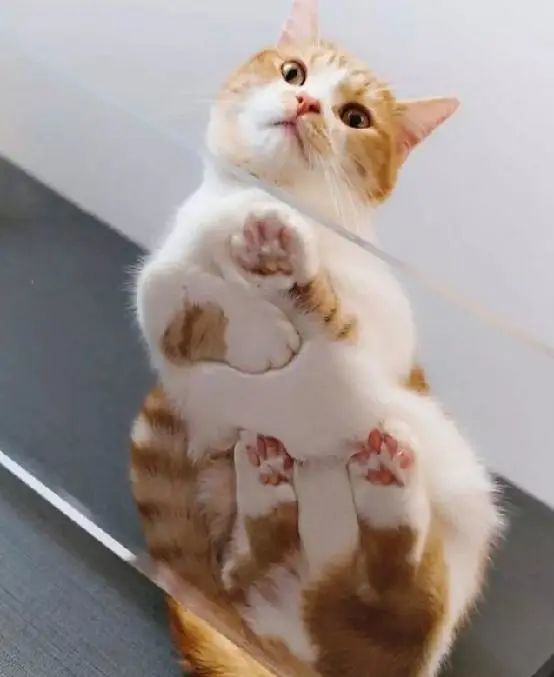 一组可爱的猫咪爪爪图片:这确定不是小山竹吗?