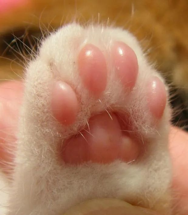 而猫咪的小爪子起到很点睛的一笔 尤其是近些年随着猫咪越来越受欢迎