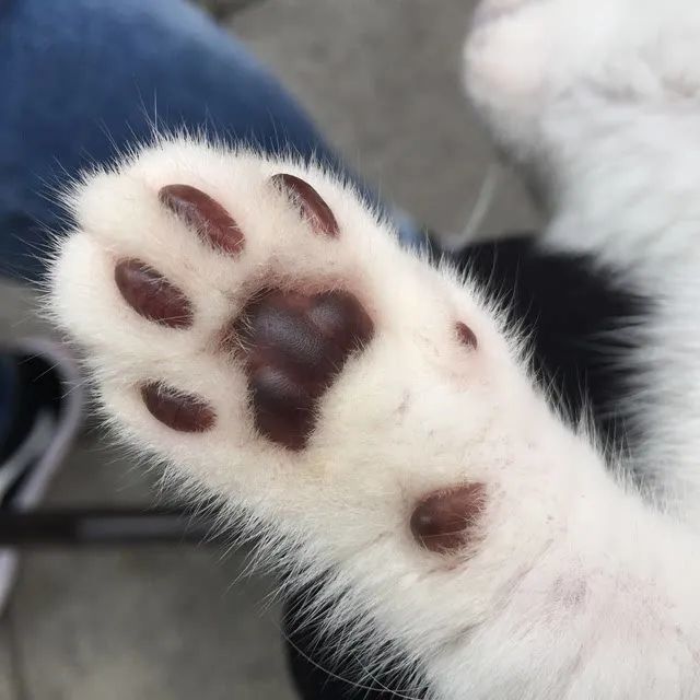 一组可爱的猫咪爪爪图片:这确定不是小山竹吗?