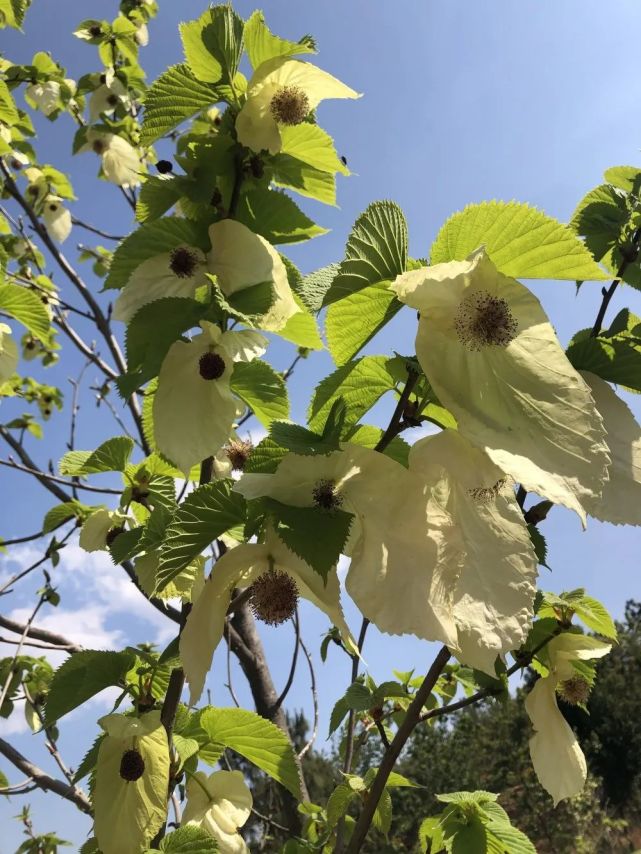 中国鸽子花属珙桐科珙桐属, 为落叶乔木,胸径一般为50厘米,高十五米