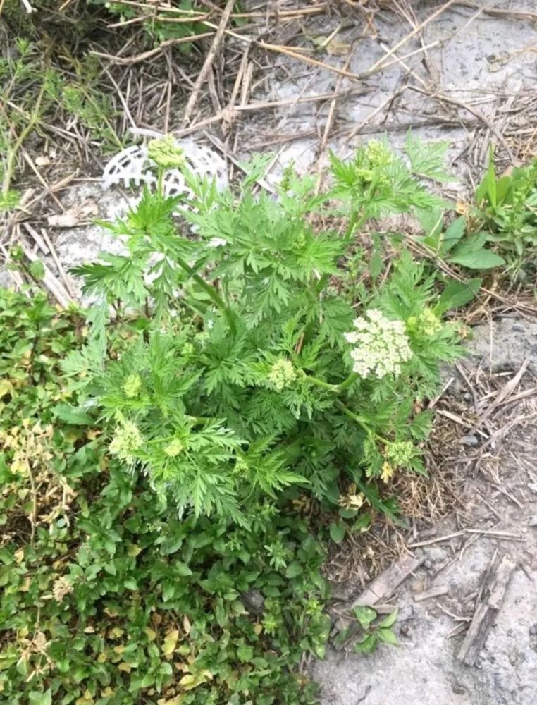 中国1/10000面积,植物种数却占了1/6,金佛山的草木世界