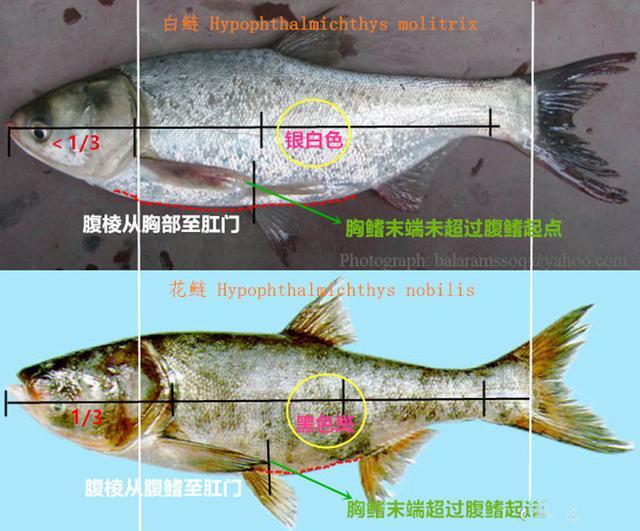 四大家鱼之一的鲢鱼,为什么不受老百姓待见,钓鱼人又如何对待?