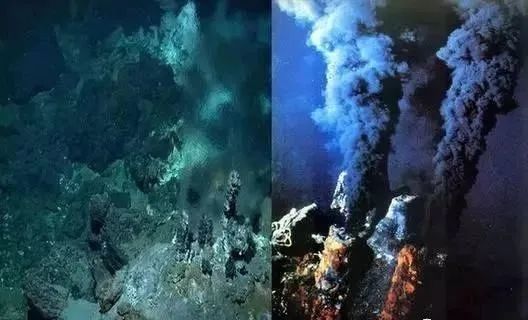 鲸落与热液,冷泉一同被称为"深海的绿洲.
