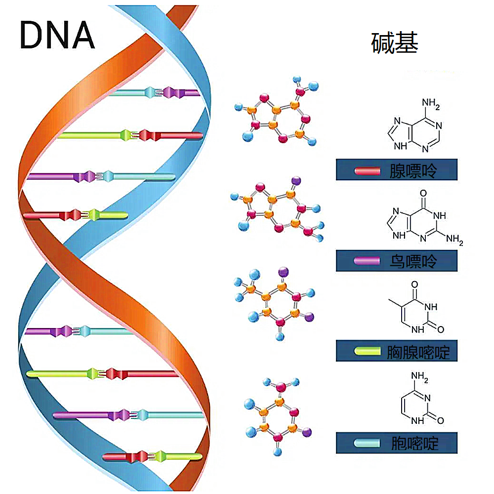 dna决定了遗传因素吗表观遗传学告诉你