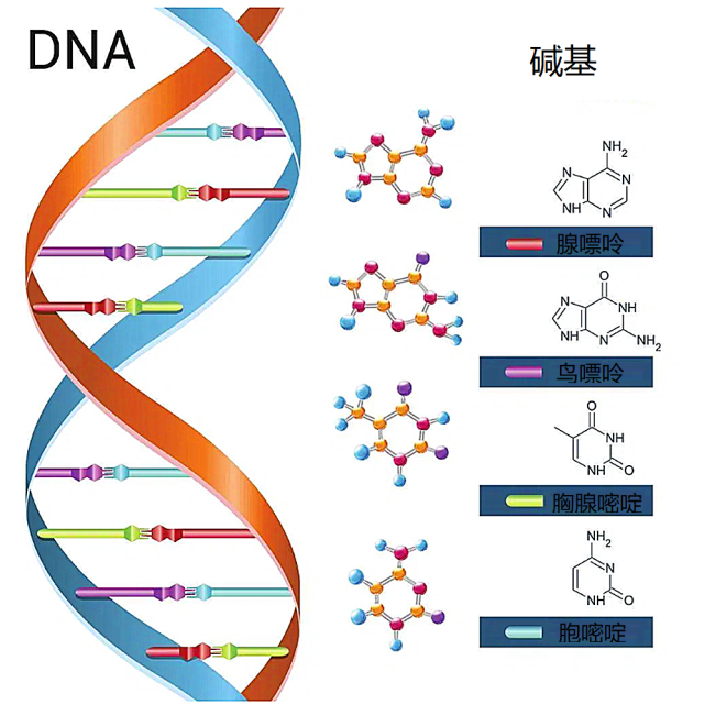 dna结构