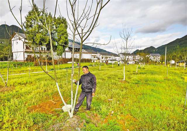 奉节县平安乡文昌村农户走上脱贫致富路