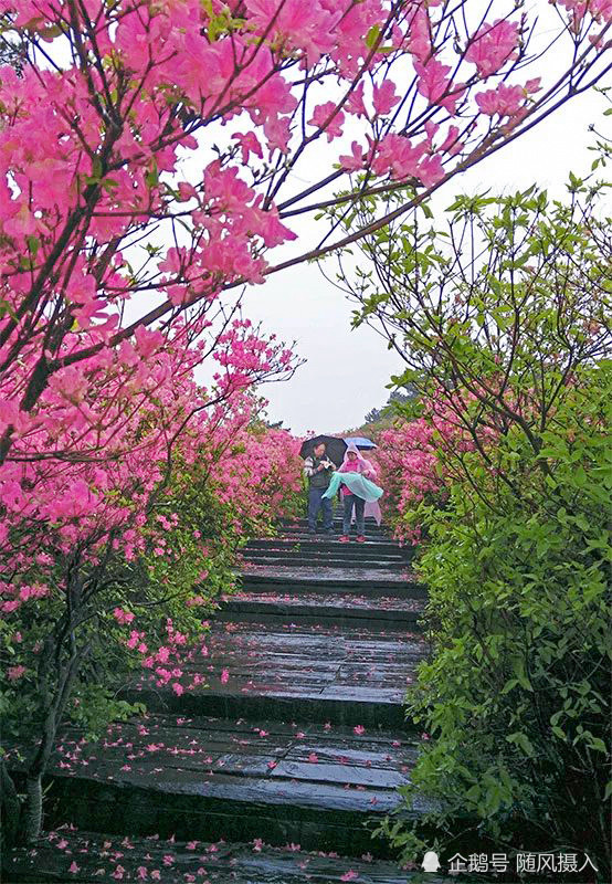 山路弯弯幽谷里,簇簇红花轻拂游人衣. (来自:随风摄入)