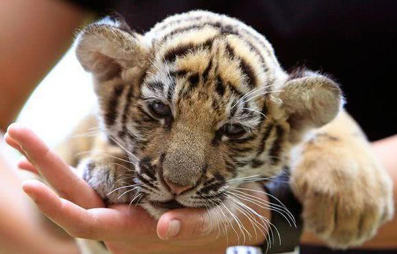 但是不少的人们去动物园游玩的时候也看到了刚出生不久的小老虎,这些