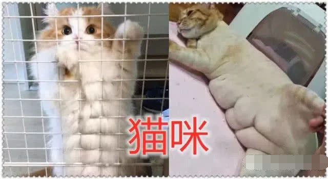 有种炫腹肌叫别有心机平板vs面包看到猫咪太可爱了吧