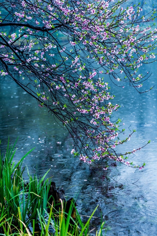 桃花"涟漪"