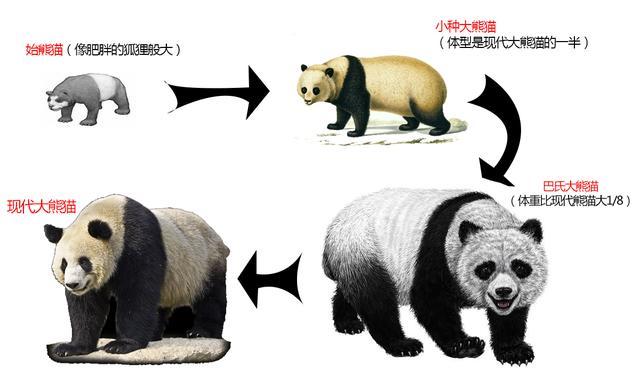 大熊猫的演化过程大致可以分成4个阶段,分别是始熊猫,小种大熊猫