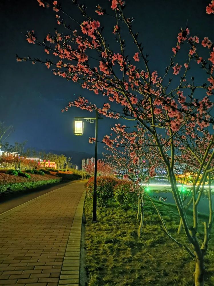 春夜天水湖看一树花开的夜色微凉