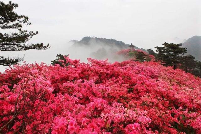 麻城,有着中国映山红第一城,麻城杜鹃甲天下的美誉.