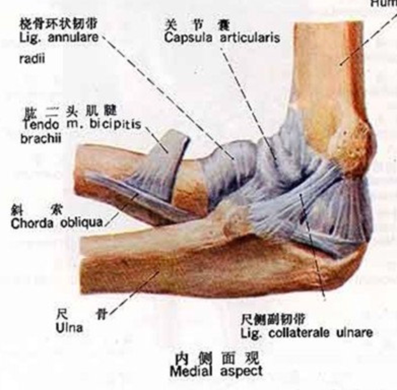 (扬基内野手格雷伯·托雷斯) (肘关节韧带解剖图 来源https://fitness