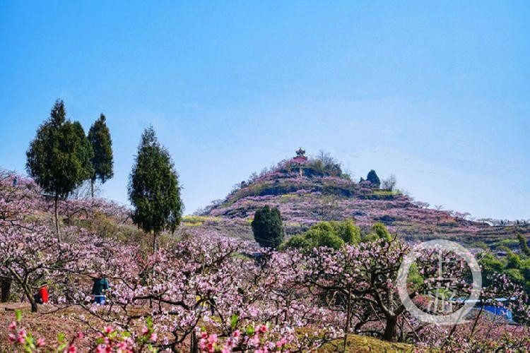 在那桃花盛开的地方 合川太和镇掠影