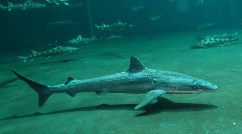 2,奇特的鲨鱼繁殖令科学家们担忧