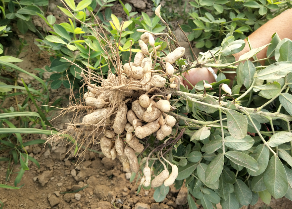 花生重茬种植危害大,如何改良土壤,减少重茬危害?