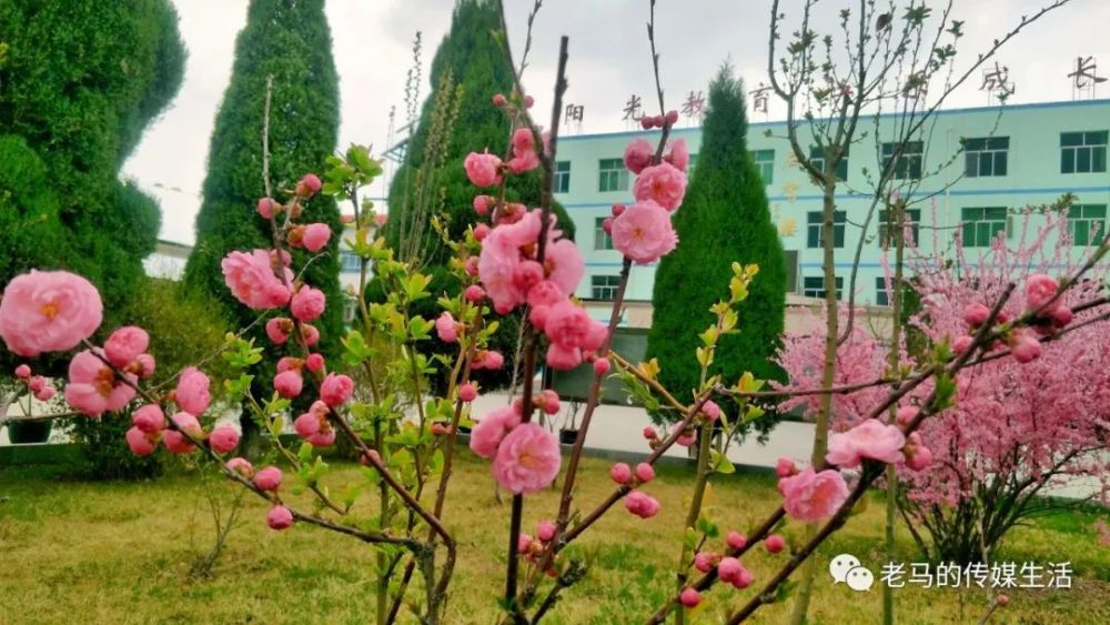 春光很美,看看青年教师曾贤文镜头下的芳华璀璨的靖远县乌兰小学联盟