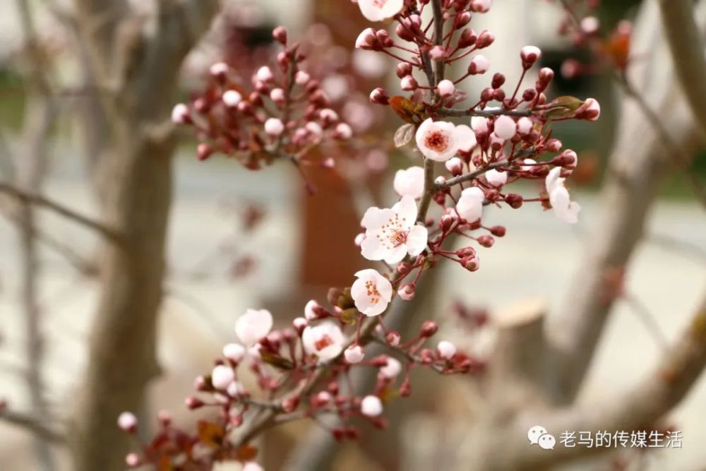 春光很美,看看青年教师曾贤文镜头下的芳华璀璨的靖远县乌兰小学联盟