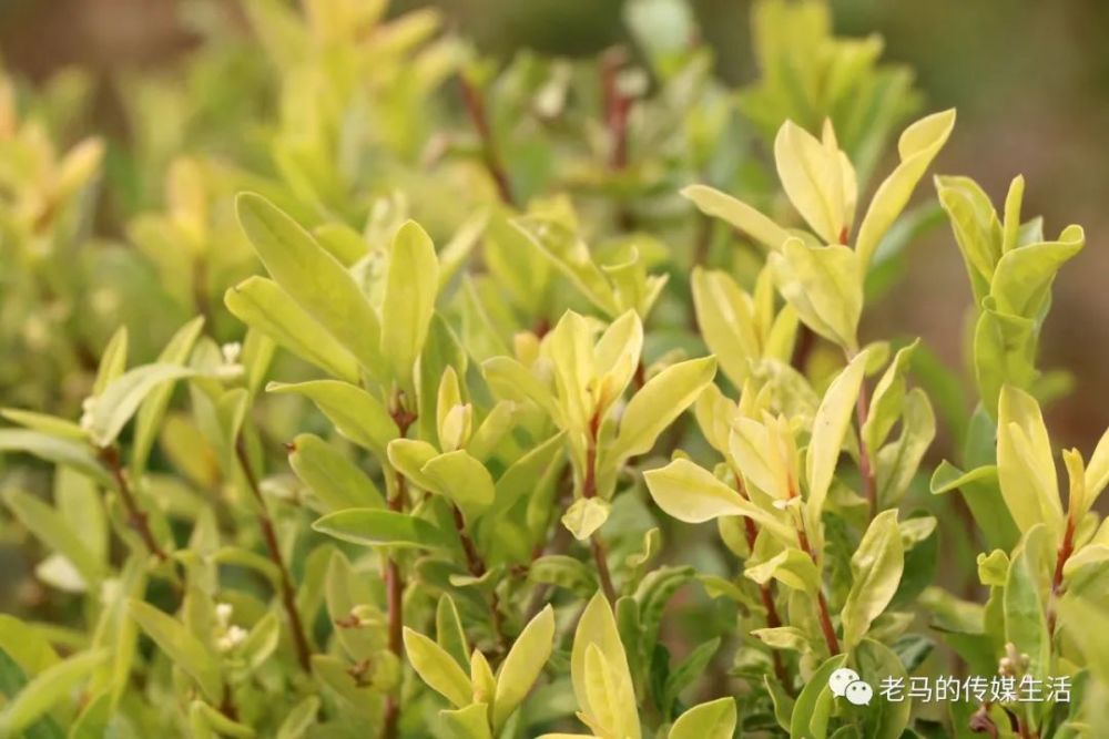 春光很美,看看青年教师曾贤文镜头下的芳华璀璨的靖远县乌兰小学联盟