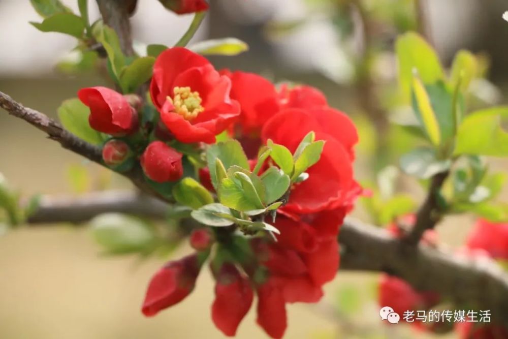 春光很美,看看青年教师曾贤文镜头下的芳华璀璨的靖远县乌兰小学联盟