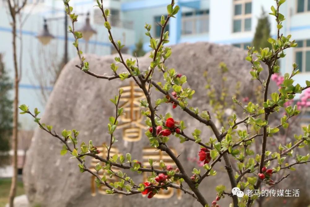 春光很美,看看青年教师曾贤文镜头下的芳华璀璨的靖远县乌兰小学联盟