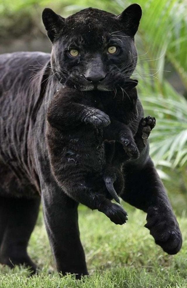 黑豹比黑猫凶猛?看完这15张图对比,竟觉得黑豹挺可爱