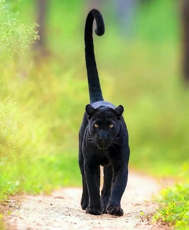 黑豹比黑猫凶猛?看完这15张图对比,竟觉得黑豹挺可爱