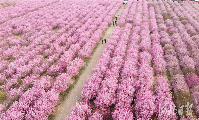 河北石家庄:赏花踏青春意浓