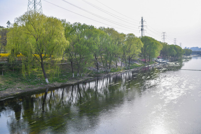 北京奥林匹克森林公园北侧的清河两岸开花了,市民下班休闲好去处