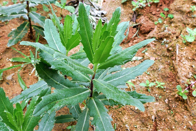 俗称"七七菜"可祛瘀消肿,曾是穷人救命菜,如今沦为杂草