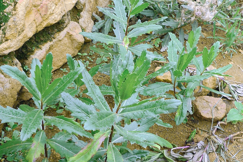 俗称"七七菜"可祛瘀消肿,曾是穷人救命菜,如今沦为杂草