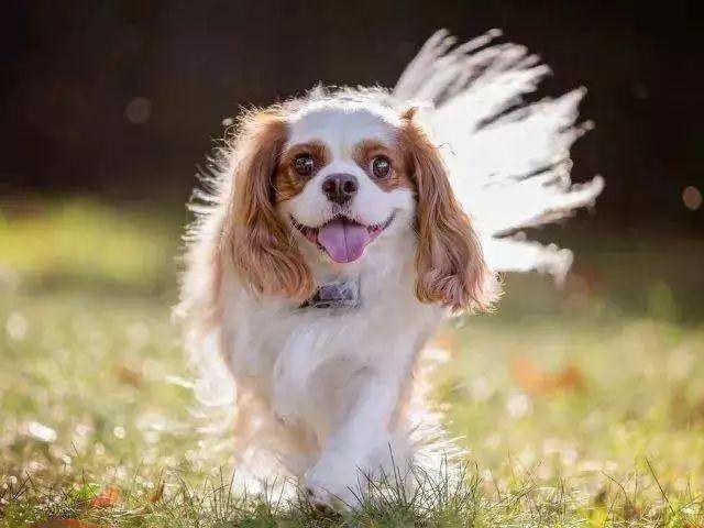 狗狗品种介绍图鉴16期——查理士王小猎犬