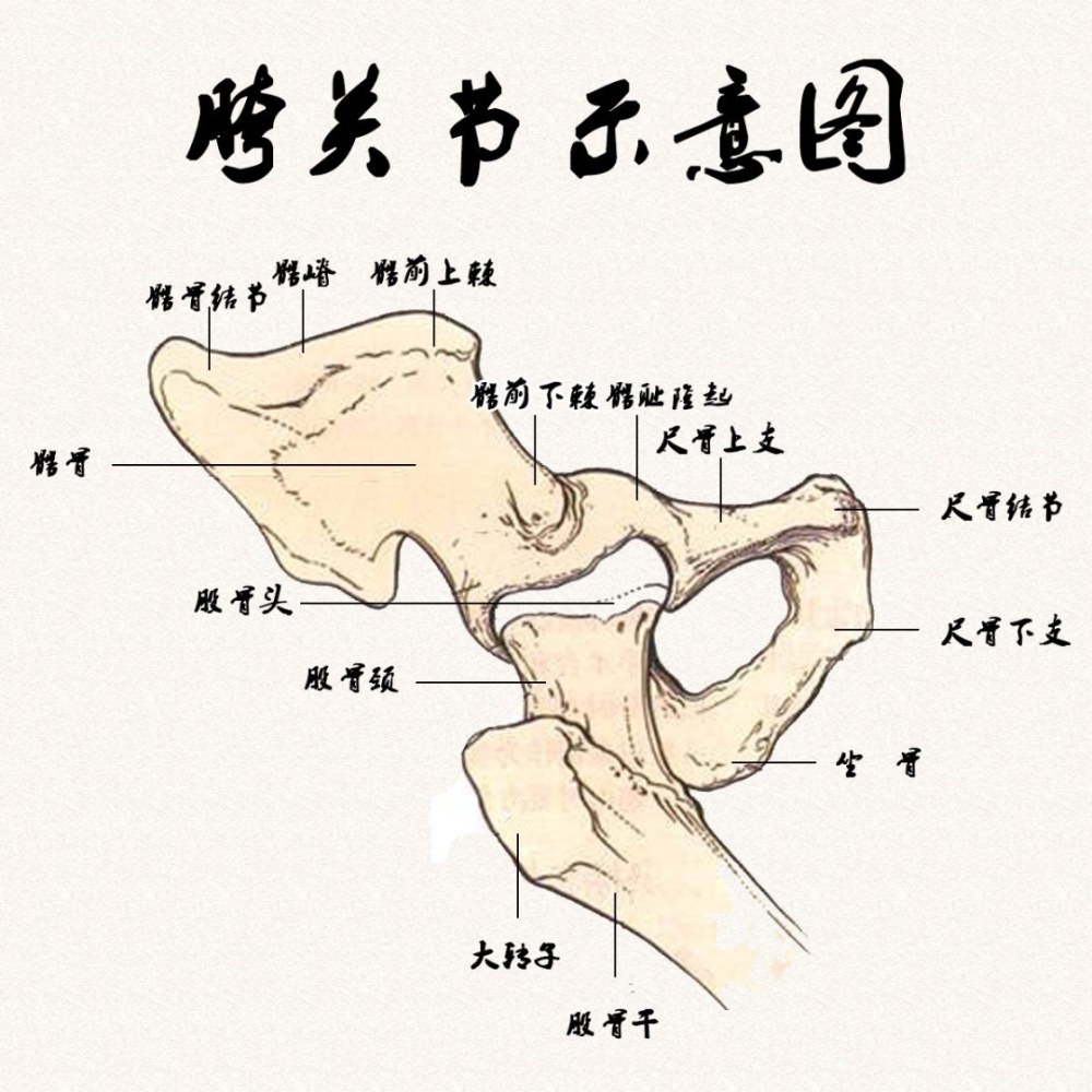 太极拳胯骨如此重要基本功开胯拨胯