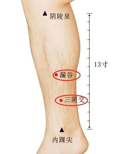 从三阴交穴贴着脚骨内侧下缘往上3寸,就是漏谷穴.