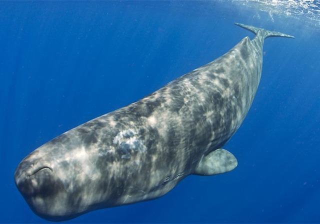 抹香鲸,英文名:physeter macrocephalus,是体型最大的齿鲸,头部相较