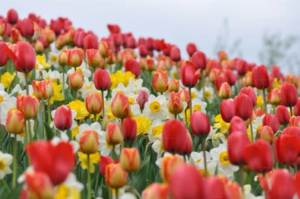 图中植物:郁金香(tulipa gesneriana)