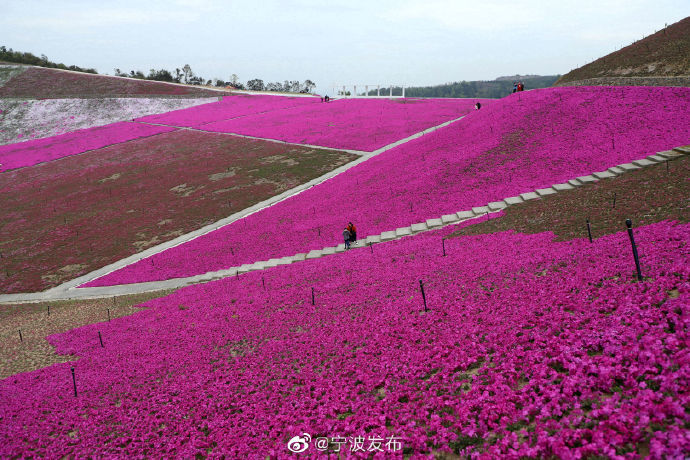 宁波江北绿野山庄的芝樱花开好了