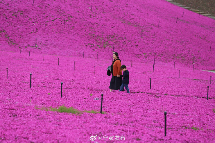 宁波江北绿野山庄的芝樱花开好了