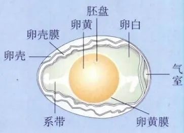 答案:我们把鸡蛋拨开看到了 爸爸妈妈可以告诉孩子 蛋的结构图,蛋的