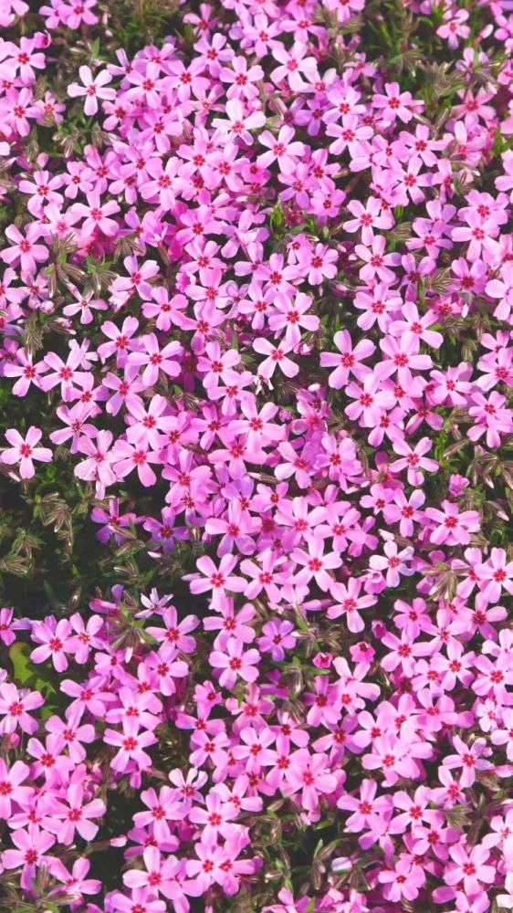 齐鲁酒地,已花花花花花开成海