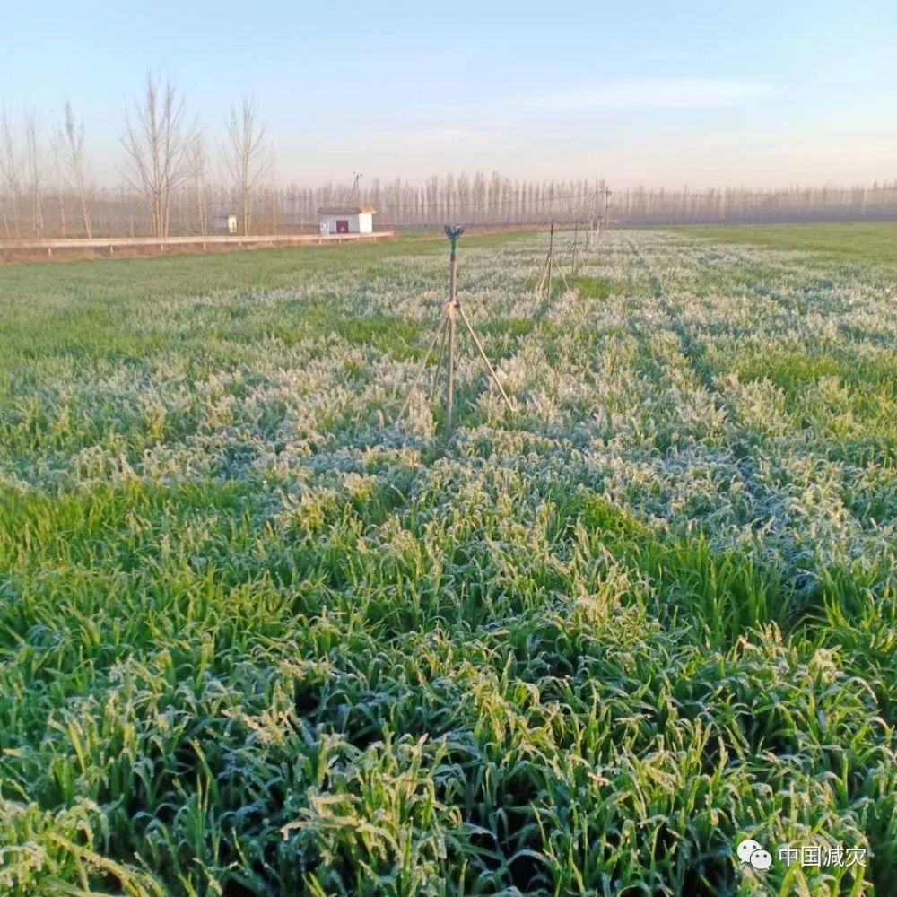 引发低温冷冻灾害,导致部分小麦,果树等作物受冻害减产