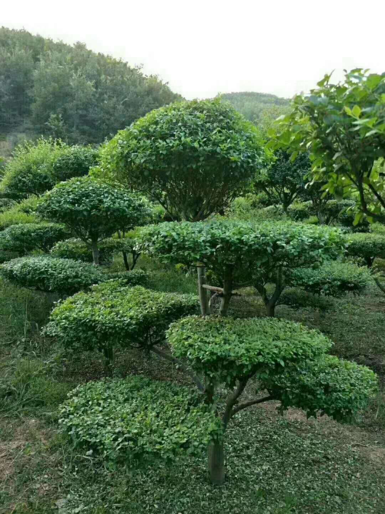 鄢陵小叶女贞造型