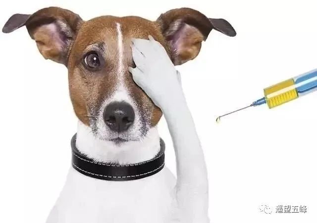 平利给宠物犬免费注射疫苗了!