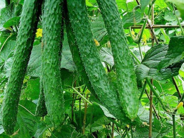 买黄瓜,挑弯的还是挑直的?老菜农:记住这5点,买错了你