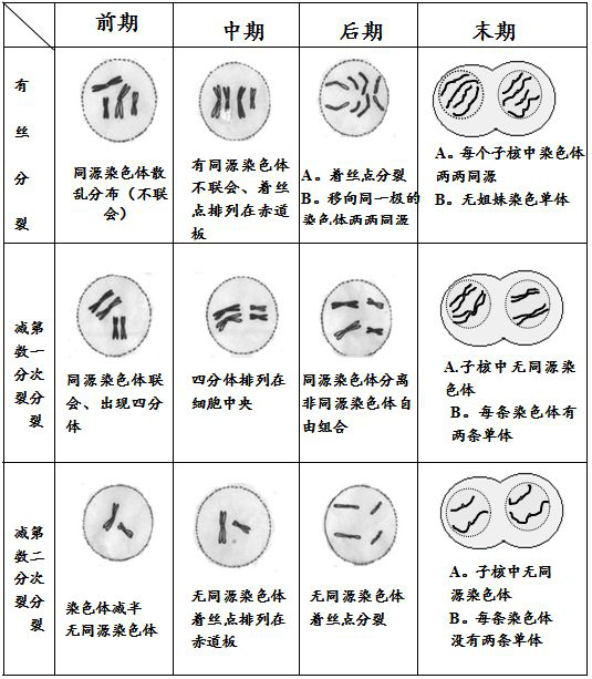 细胞的有丝分裂 腾讯网