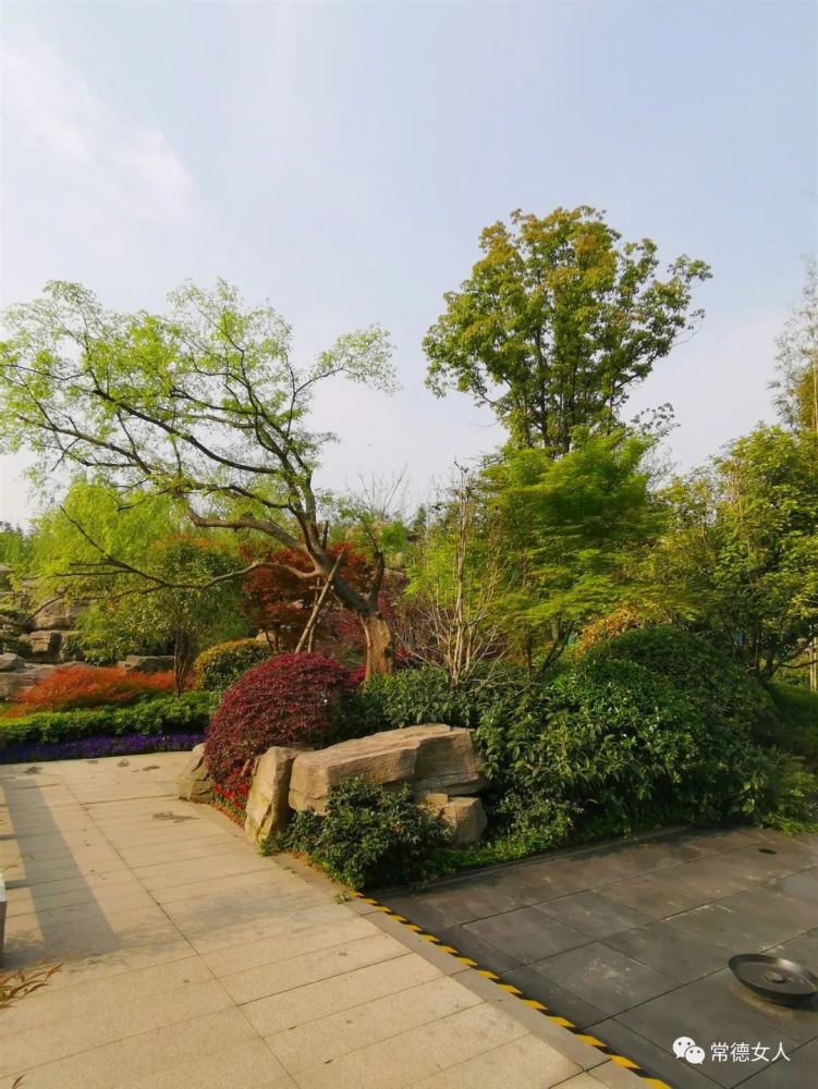 芙蓉公园春意盎然常德最大城市中央公园美爆了