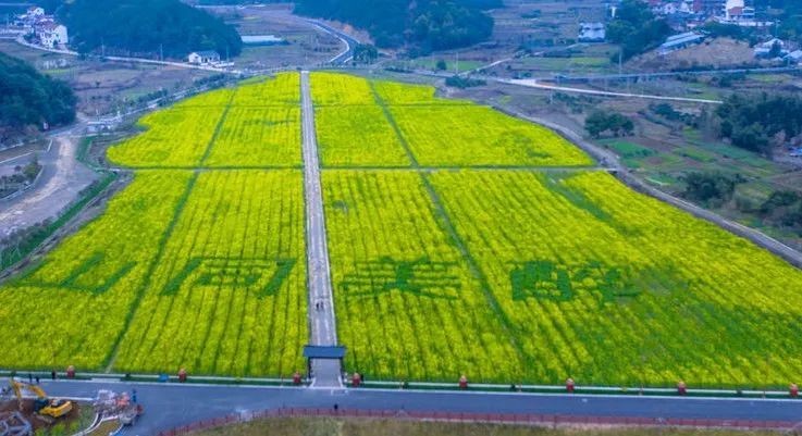 航拍下的布谷湖畔,油菜花长势喜人,满是诗情画意.