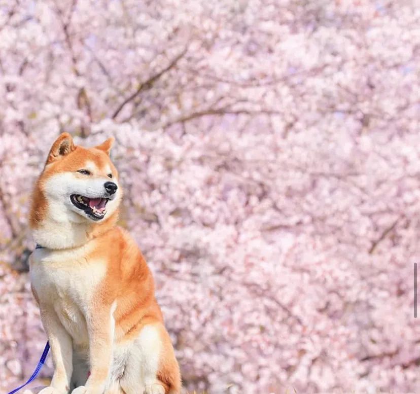 拍狗这么拍!30张日本柴犬与樱花的合照,居然如此唯美治愈