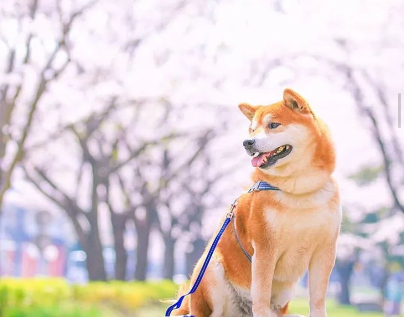 拍狗这么拍!30张日本柴犬与樱花的合照,居然如此唯美治愈